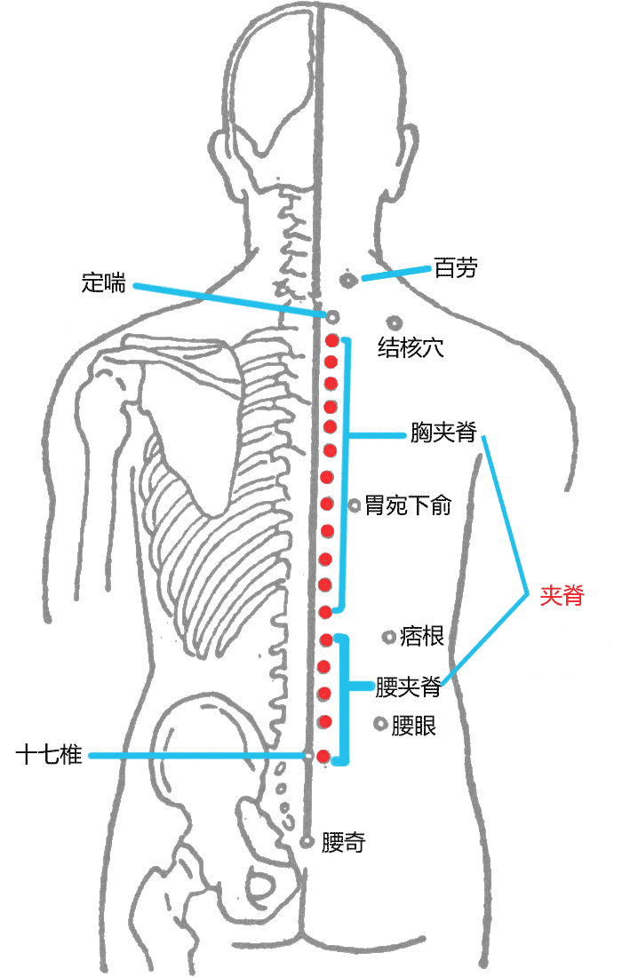 夹脊