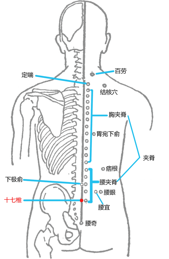 十七椎