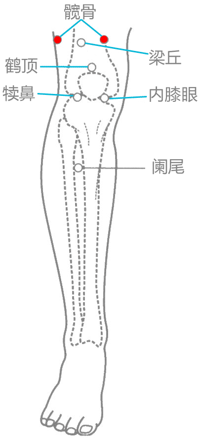 髋骨